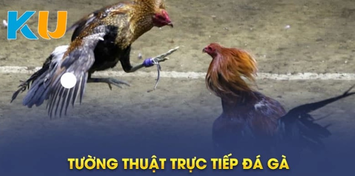 Nắm bắt các nội dung hỗ trợ đá gà kubet